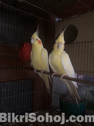Lutino Breeding Cocktail